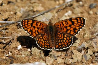 Cezayirli parhan (Melitaea ornata)