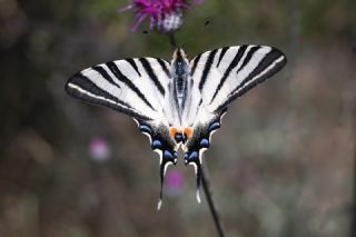 Erik K�rlang��kuyruk&nbsp;(Iphiclides&nbsp;podalirius)
