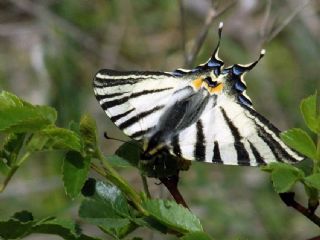 Erik Krlangkuyruk (Iphiclides podalirius)