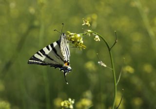 Erik Krlangkuyruk (Iphiclides podalirius)