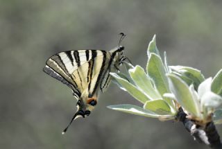 Erik Krlangkuyruk (Iphiclides podalirius)