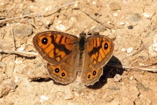 Kk Esmerboncuk (Lasiommata megera)