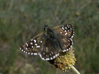 Zeytuni Zpzp (Pyrgus serratulae)
