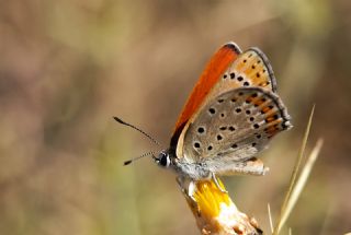 Kk Ate Gzeli (Lycaena thersamon)