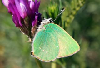 Zmrt (Callophrys rubi)