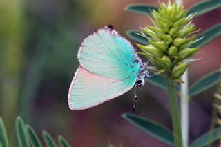 Zmrt (Callophrys rubi)