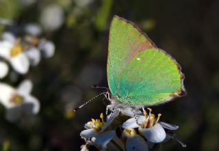 Zmrt (Callophrys rubi)