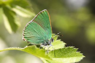 Zmrt (Callophrys rubi)