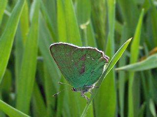 Zmrt (Callophrys rubi)