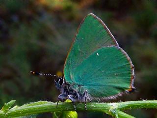 Zmrt (Callophrys rubi)