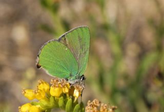 Zmrt (Callophrys rubi)