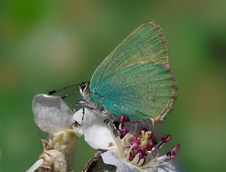 Zmrt (Callophrys rubi)