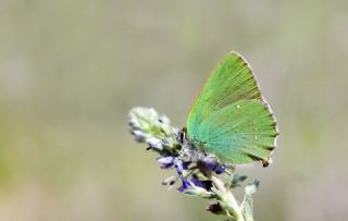 Zmrt (Callophrys rubi)