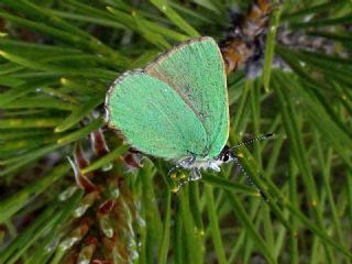 Zmrt (Callophrys rubi)