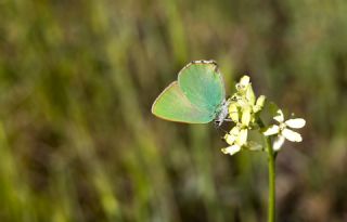 Zmrt (Callophrys rubi)