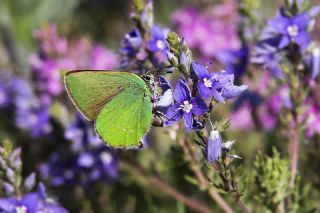 Zmrt (Callophrys rubi)