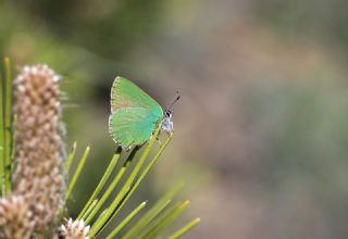 Zmrt (Callophrys rubi)