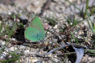 Zmrt (Callophrys rubi)