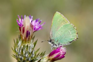 Zmrt (Callophrys rubi)