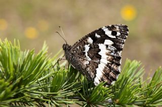 Kara Murat (Brintesia  circe)