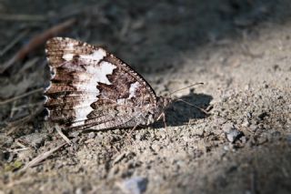 Kara Murat&nbsp;(Brintesia &nbsp;circe)