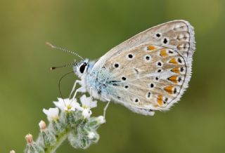 okgzl Meneke Mavisi (Polyommatus thersites)