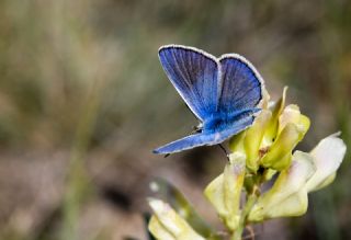 okgzl Meneke Mavisi (Polyommatus thersites)