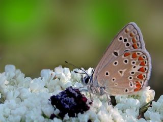 okgzl Meneke Mavisi (Polyommatus thersites)