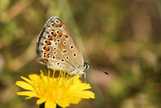 okgzl Mavi (Polyommatus icarus)