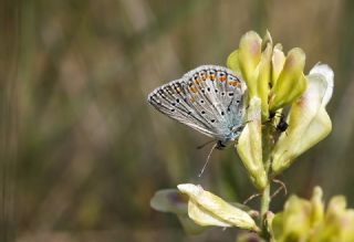 okgzl Meneke Mavisi (Polyommatus thersites)