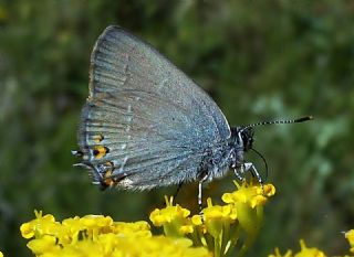 Minik Sevbeni (Satyrium acaciae)