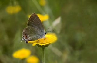 Minik Sevbeni (Satyrium acaciae)