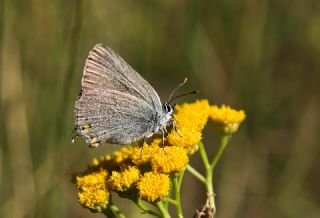 Minik Sevbeni (Satyrium acaciae)