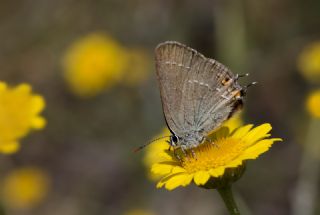 Minik Sevbeni (Satyrium acaciae)