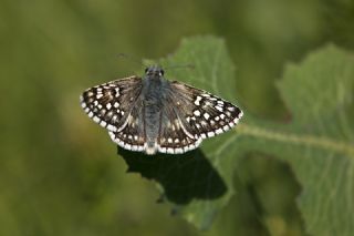 Sar Bandl Zpzp (Pyrgus sidae)