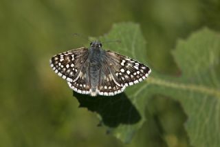 Sarbandl Zpzp (Pyrgus sidae)