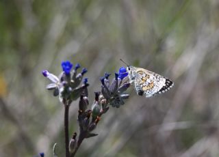 Sar Bandl Zpzp (Pyrgus sidae)