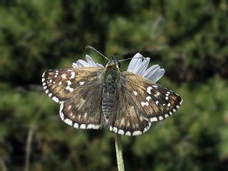 Zeytuni Zpzp (Pyrgus serratulae)