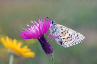 Sarbandl Zpzp (Pyrgus sidae)