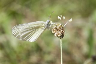 Doulu Narin Orman Beyaz (Leptidea duponcheli)