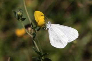 Doulu Narin Orman Beyaz (Leptidea duponcheli)
