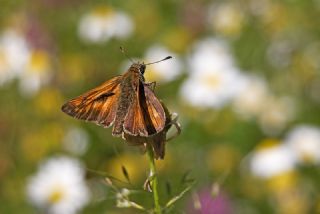Orman Zpzp (Ochlodes sylvanus)