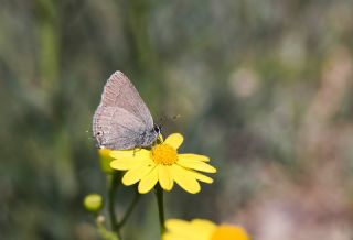 Minik Sevbeni (Satyrium acaciae)