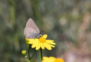 Minik Sevbeni (Satyrium acaciae)