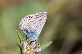 okgzl Mavi (Polyommatus icarus)