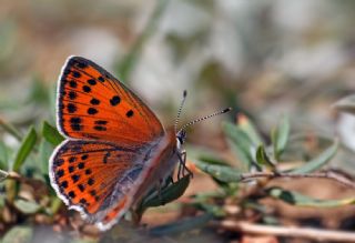 Kk Ate Gzeli (Lycaena thersamon)