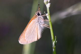 Sar Antenli Zpzp (Thymelicus sylvestris)