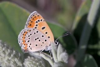 Kk Ate Gzeli (Lycaena thersamon)