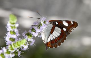 Akdeniz Hanmeli Kelebei (Limenitis reducta)