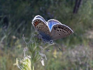 okgzl Gm Mavi (Albulina loewii)